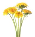 Yellow dandelion flowers isolated on white background Royalty Free Stock Photo