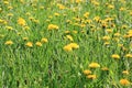 Yellow dandelion flowers with leaves in green grass Royalty Free Stock Photo