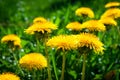 Yellow dandelion flowers with leaves in green grass, spring photo Royalty Free Stock Photo