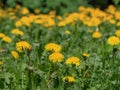 Yellow dandelion flowers with leaves in green grass, spring photo Royalty Free Stock Photo