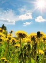 Yellow dandelion flowers with leaves in green grass Royalty Free Stock Photo