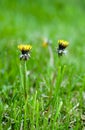 Yellow dandelion flowers with leaves