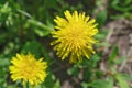 Yellow dandelion flowers with leaves in green grass, spring photo Royalty Free Stock Photo