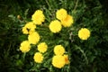 Yellow dandelion flowers with leaves in green grass, spring summer background with photo flters