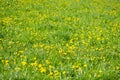 Yellow dandelion flowers with leaves in green grass Royalty Free Stock Photo