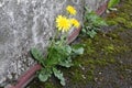 Yellow dandelion flowers sprouted at the house on the asphalt Royalty Free Stock Photo