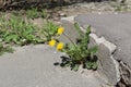 Yellow dandelion flowers sprouted at the steps on the asphalt Royalty Free Stock Photo