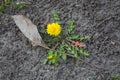 Yellow dandelion flowers in sunny April day