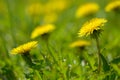 Yellow dandelion flowers Taraxacum officinale. Dandelions field background on spring sunny day. Blooming dandelion. Royalty Free Stock Photo