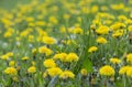 Yellow dandelion flowers Taraxacum officinale. Dandelions field background on spring sunny day. Blooming dandelion. plant Taraxa Royalty Free Stock Photo