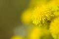 Yellow dandelion flowers Taraxacum officinale. Dandelions field background on spring sunny day. Blooming dandelion. Royalty Free Stock Photo