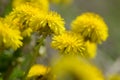 Yellow dandelion flowers Taraxacum officinale. Dandelions field background on spring sunny day. Blooming dandelion. Royalty Free Stock Photo