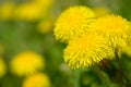 Yellow dandelion flowers Taraxacum officinale. Dandelions field background on spring sunny day. Blooming dandelion. Royalty Free Stock Photo