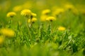 Yellow dandelion flowers Taraxacum officinale. Dandelions field background on spring sunny day. Blooming dandelion. Royalty Free Stock Photo