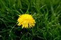 Yellow dandelion flowers (Taraxacum officinale). Dandelions field background on spring sunny day. Blooming dandelion Royalty Free Stock Photo