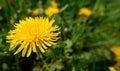 Yellow dandelion flowers (Taraxacum officinale). Dandelions field background on spring sunny day. Blooming dandelion Royalty Free Stock Photo