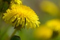 Yellow dandelion flowers Taraxacum officinale. Dandelions field background on spring sunny day. Blooming dandelion. Royalty Free Stock Photo