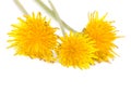 Yellow dandelion flowers on a white background Royalty Free Stock Photo