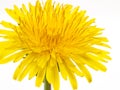 Yellow dandelion flowers on white background Royalty Free Stock Photo