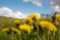 Yellow dandelion flowers on the wield