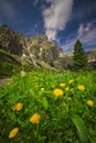 Yellow dandelion flowers in the wind in Mala Studena Dolina valley in High Tatras