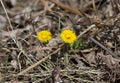 Yellow dandelion in forest on early spring closeup