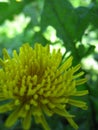 Yellow dandelion the forest at summer Royalty Free Stock Photo