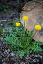 Yellow dandelion in forest