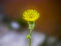 Yellow Dandelion fower Royalty Free Stock Photo