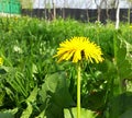 Yellow dandelion garden nature weed Royalty Free Stock Photo