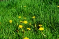 Yellow dandelion and grass