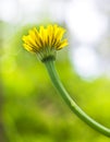 Yellow dandelion on a green background. Royalty Free Stock Photo