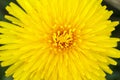 Yellow dandelion on a green background Royalty Free Stock Photo