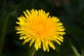 Yellow dandelion on a green background Royalty Free Stock Photo