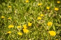 Yellow dandelion in the green field