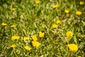Yellow dandelion in the green field Royalty Free Stock Photo
