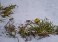 Yellow dandelion and green grass are covered with the first snow in cloudy weather in winter. Frozen flower. Snow in the city. Tha Royalty Free Stock Photo