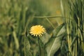 Yellow dandelion in green grass. Spring meadow, selective focus Royalty Free Stock Photo