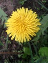 Yellow dandelion and green grass in summer Royalty Free Stock Photo