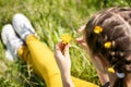 Yellow dandelion in the hands of a girl. Close-up hands break off pulling flower petals