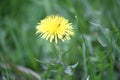 Dandelion with ants pollinating the flower.