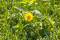 A yellow dandelion head is on a beautiful blurred green background Royalty Free Stock Photo