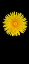 yellow dandelion isolated on black background. Nature