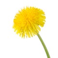 Yellow dandelion isolated on a white Royalty Free Stock Photo