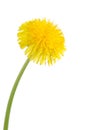 Yellow dandelion isolated on a white Royalty Free Stock Photo