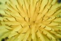 a yellow dandelion in macro picture Royalty Free Stock Photo