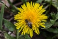 Yellow Dandelion on meadow Royalty Free Stock Photo