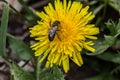 Yellow Dandelion on meadow Royalty Free Stock Photo