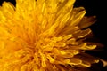 Yellow dandelion in natural environment Royalty Free Stock Photo