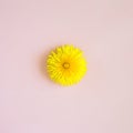 Yellow dandelion on pink background. Minimal nature spring flower composition. Creative abstract arrangement. Flat lay, top view Royalty Free Stock Photo